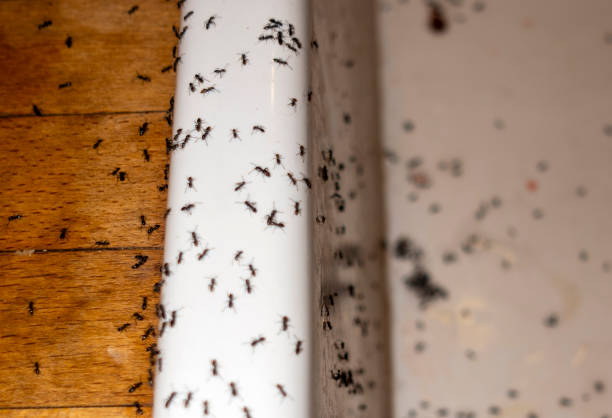 Best Emergency Pest Control  in Ford City, PA