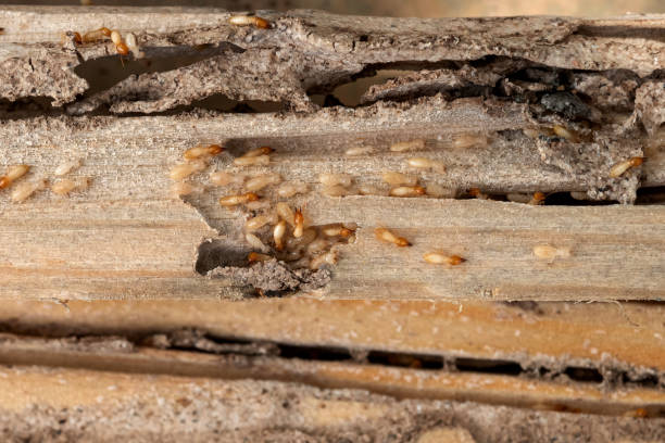 Best Affordable Pest Control Services  in Ford City, PA